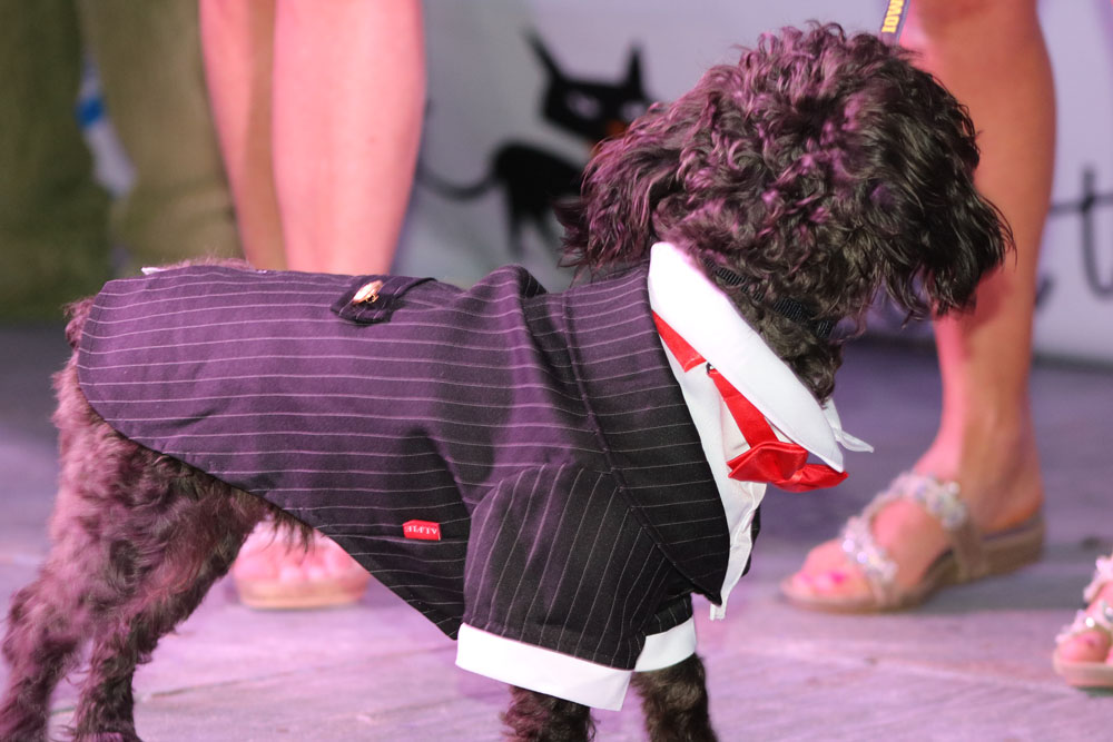 Pet Masquerade 2017 photo - Duval Street, Key West